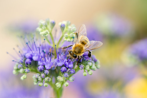 Bee on blue spzgwv
