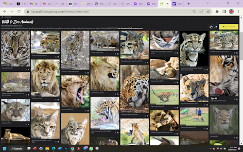 Wildcats page lavapat3 zoo xhjhjk