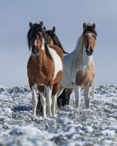 Carolwalkerthreestunningstallions iauari