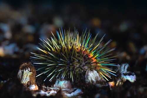 Rainbow urchin yanudg