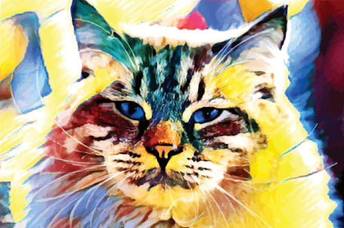 Ragamuffin cat pilkcb
