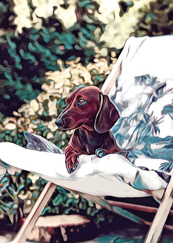 Relaxing dachshund o2rp9u