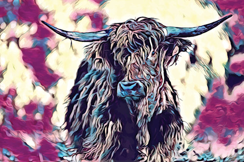Highlander cow zmdpee