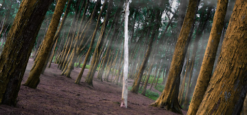 Dsc07736 white trunk ironwoods a fog 3 ceirse