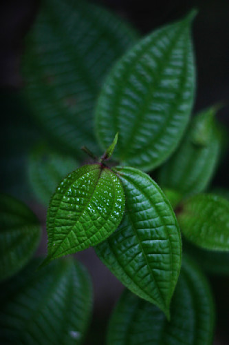 Silenceofthegarden adobergb 6000x9000 flat sharpened txwf42