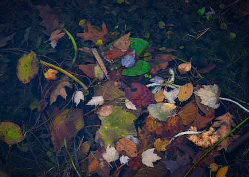 Pond leaves ffxbgq