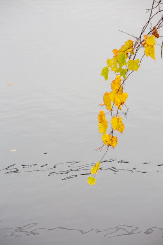 Pond poetry in autumn oruuvz