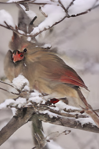 Female cardinal zhi1nr