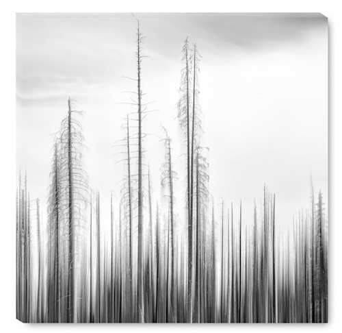 Burned forest abstract  study 1  washington topaz enhance tmsf2t