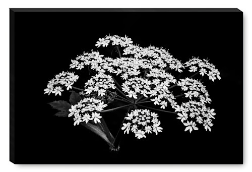 Cow parsnip topaz enhance bfzjrh