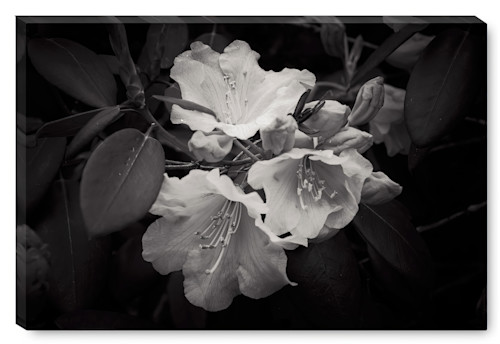 Portrait of a rhododendron topaz enhance dfwged