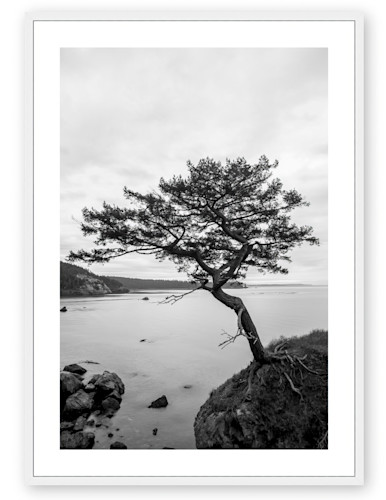 Tree  rosario head  deception pass state park  washington topaz enhance autrkh