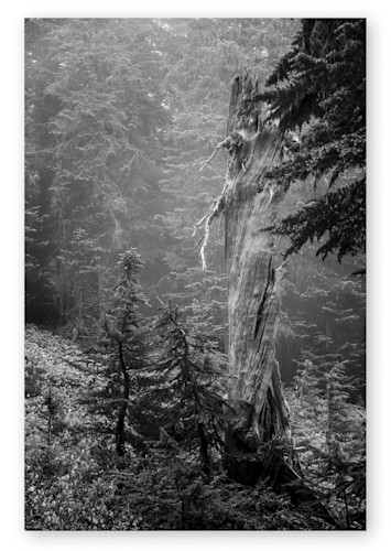 Old snag  spray park  mount rainier national park  washington topaz enhance fuj24m