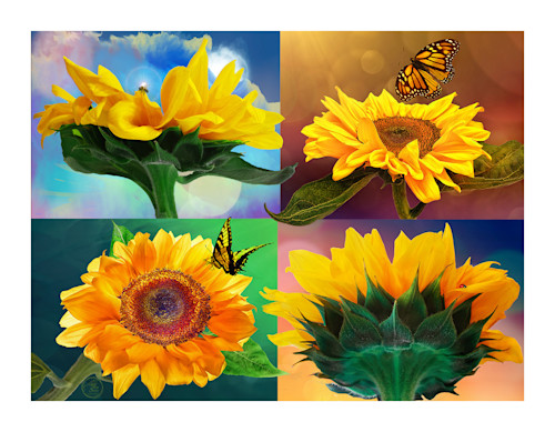 5x7 sunflower pollinator x4 1in matig osuena