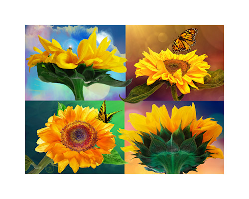 5x7 sunflower pollinator x4 2in matig jzjkfs