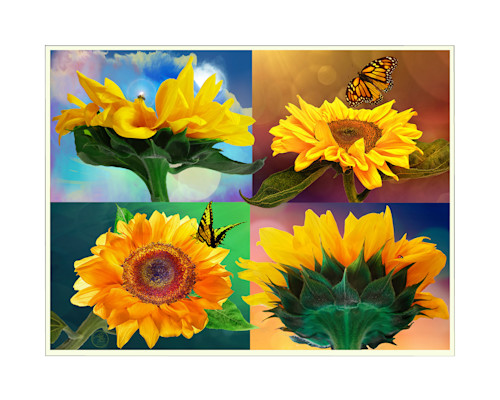 12x16 sunflower pollinator x4 2in dblmatig ijafj3