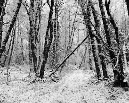 Snowy forest path washington 2023 hydlnz