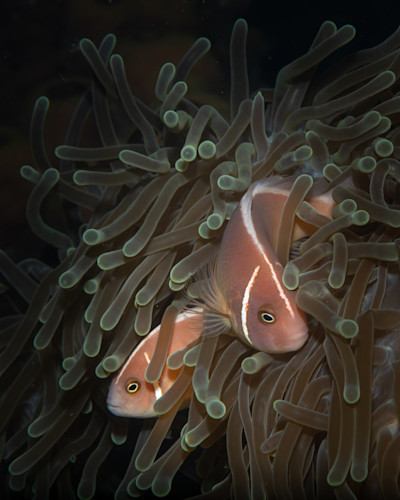 Twin pink anemonefish zmkhno