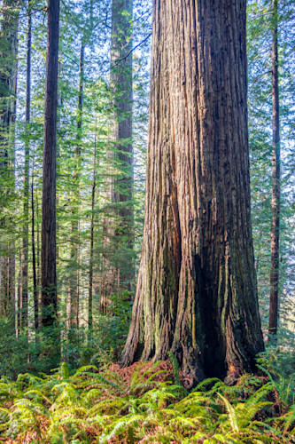Redwood presence saaq4t