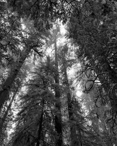 Up through the old growth forest washington 2023 frkasx