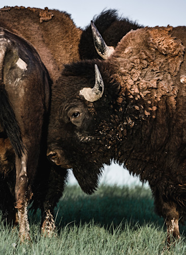 Bad bison close up wblfwp