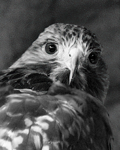 Hawk back look at u 913 914 crop dng7jo