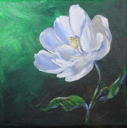 A flower in dark oi 0225  p print b4tnsr