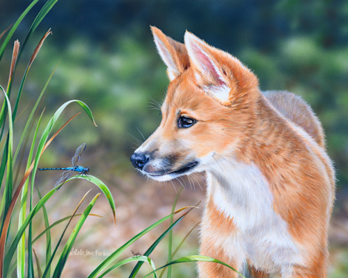 Stroll in summer   dingo canis familiaris with a common bluetail damselfly ischnura heterosticta yb2lhv