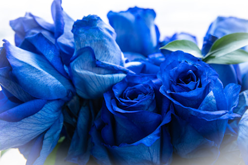 Blue rose 01 mczksf