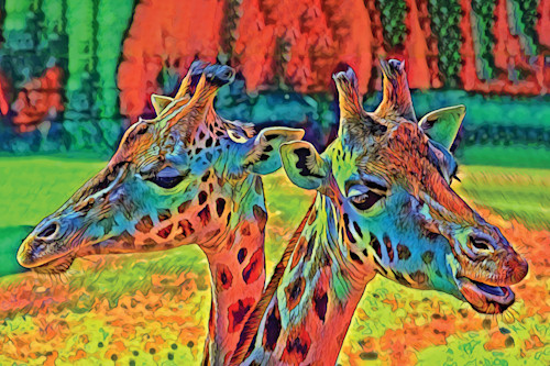 Two giraffe faces r6tbxa
