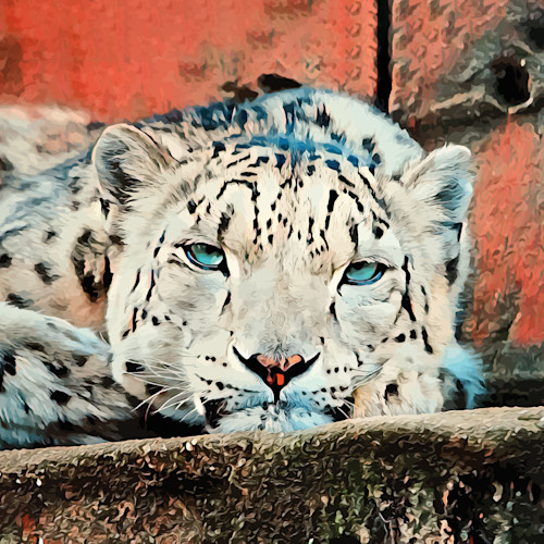 Snow leopard expanded square ty72sv