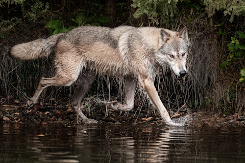 Wolf at waters edge nq0zv1