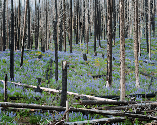 Lupine in a burned out forest washington 2009 q8m7pk