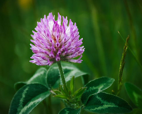 The captivating charm of clover 2008 lweh3b