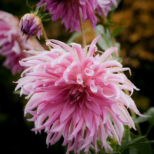 Vibrant charm dahlia 2008 g8pzsn