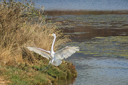 Landing great egret endpca