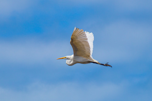 Great egret in flight wdmy9r
