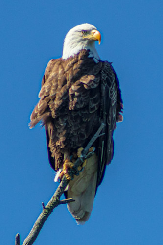 Eagle on branch with blue uqmvfm