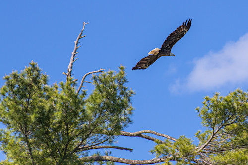 Eagle flying otivku