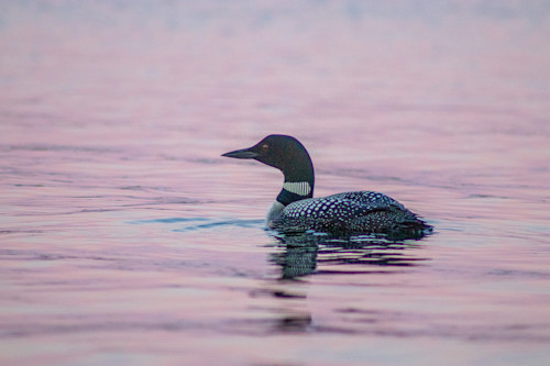 Purple loon pl54sn