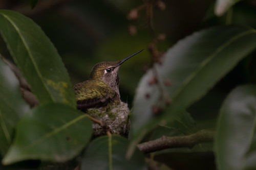 Mama hummingbird l7l2q7
