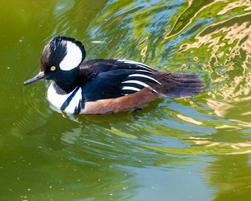 Hooded merganser duck ai 1345cf proc jm2kzy