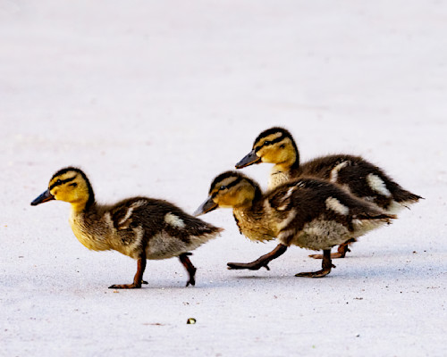 Three ducklings ai 0998 patlam di3346