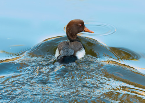 Duck wave water 1321c cf dex kl4dak