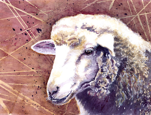 Sheep portrait 17x13 380dpi wzybjs