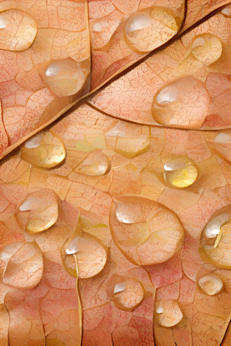 Water drops xp6tjf