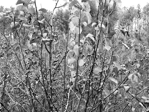 B bw 0082 tdlzdr
