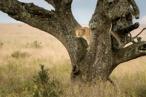 Leopard in tree gi76qb