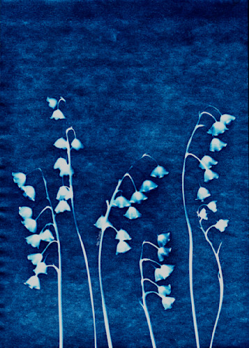 Lily of the valley cyanotype dark denim 1 marie stephens art wwkurk