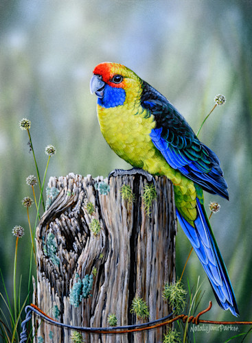 Crimson Rosella (Platycercus elegans) Australian Wildlife
